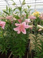 [4229 Nervi No01.JPG]